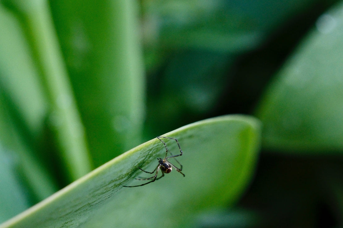 On autofocus and why the camera stops hunting