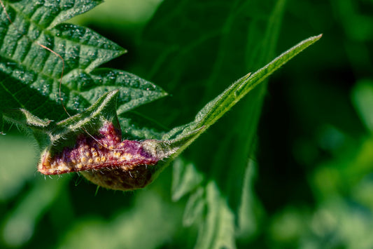 Infinite close-up observation possibilities in public spaces. Curated Biodiversity meadows in Tartu. Puccinia urticata (Nettle Clustercup Rust)