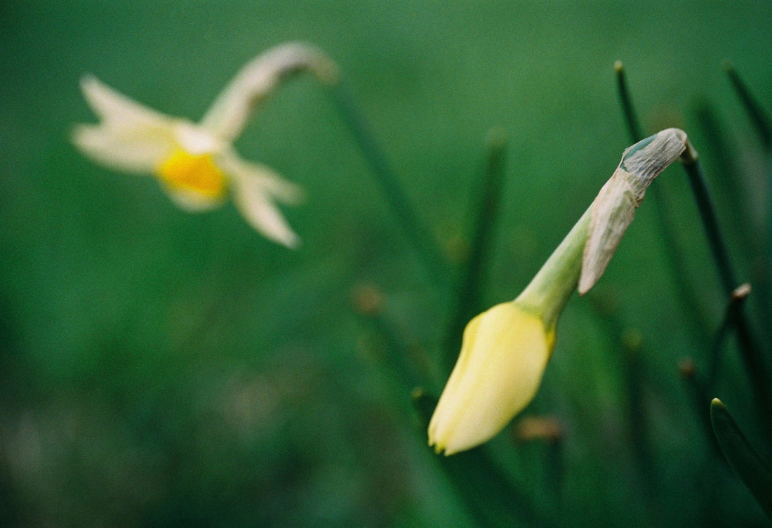 OP7 magnetic close up lens on Olympus 35mm f2.8 M-System