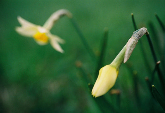 OP7 magnetic close up lens on Olympus 35mm f2.8 M-System